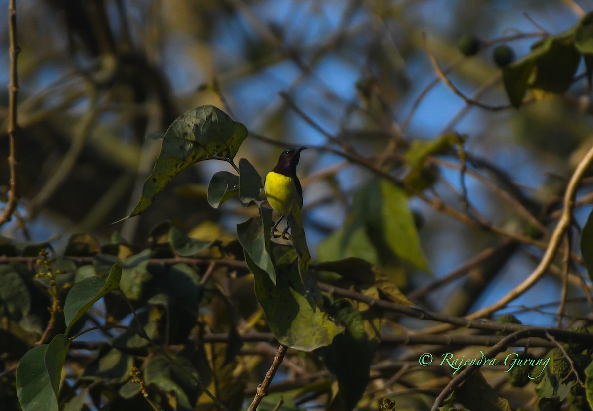 strdimil srílanský - ML631955300