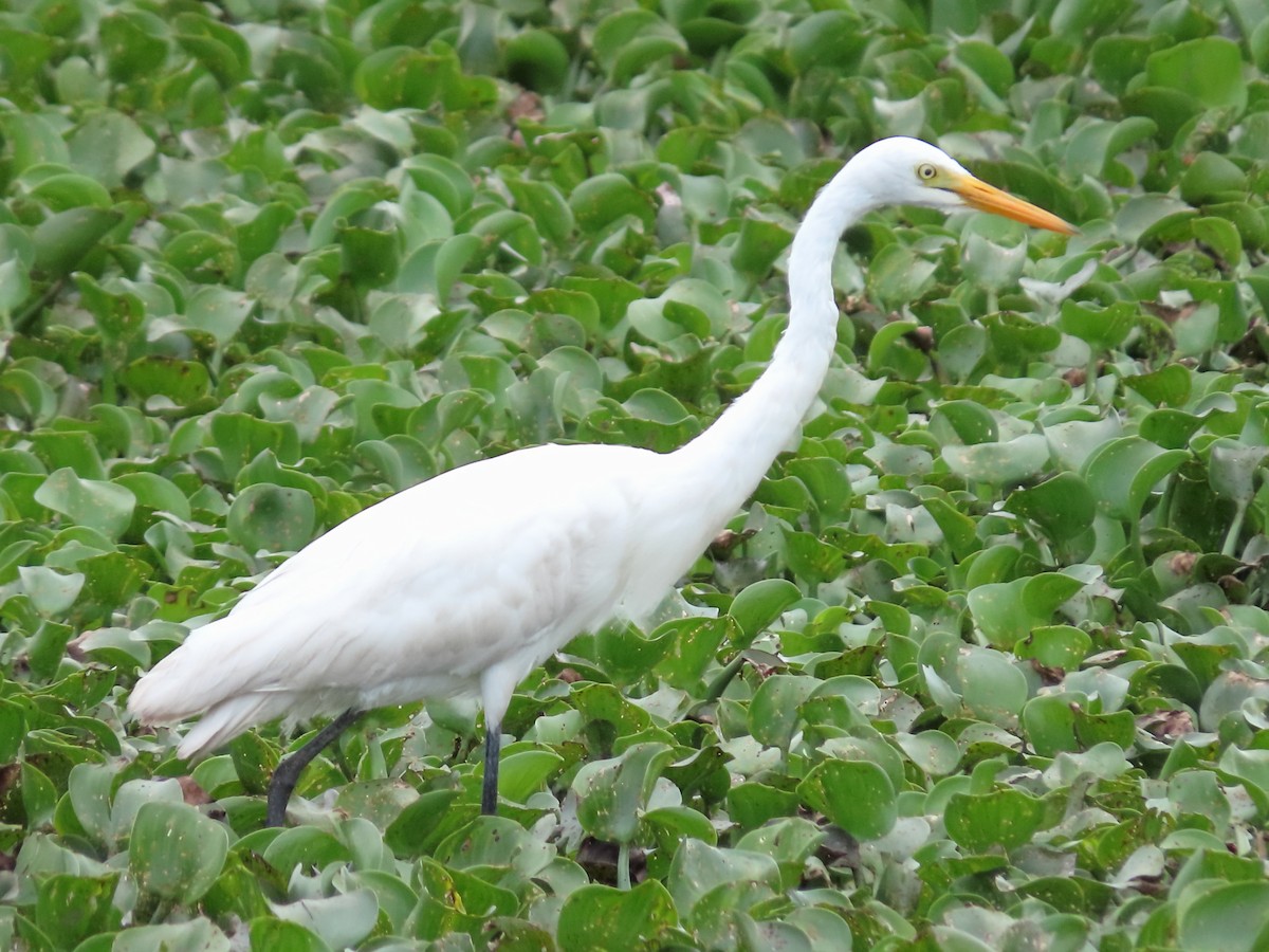 Yellow-billed Egret - ML631955341