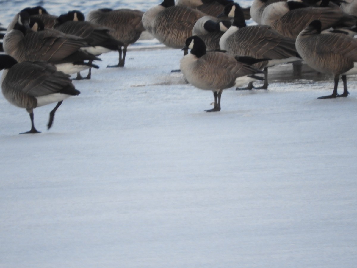 Cackling Goose - ML631955427
