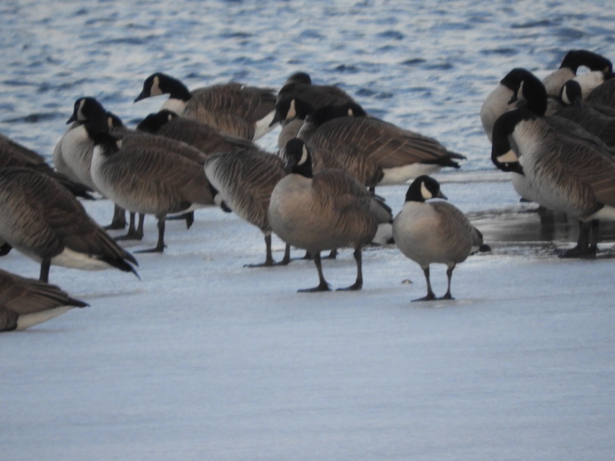 Cackling Goose - ML631955443