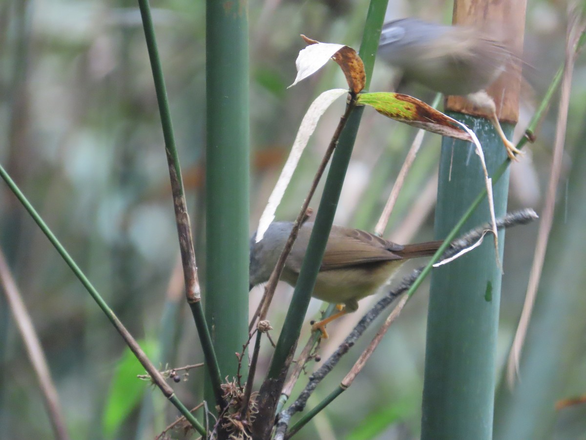 Morrison's Fulvetta - ML631955571