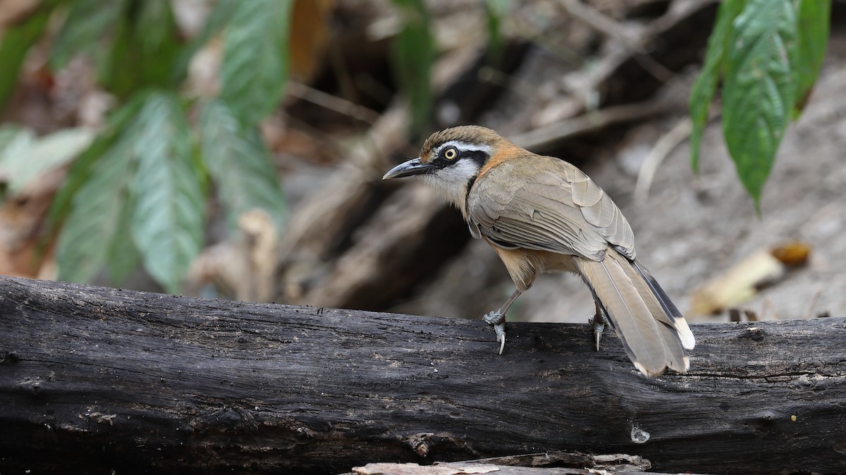 Lesser Necklaced Laughingthrush - ML631955620