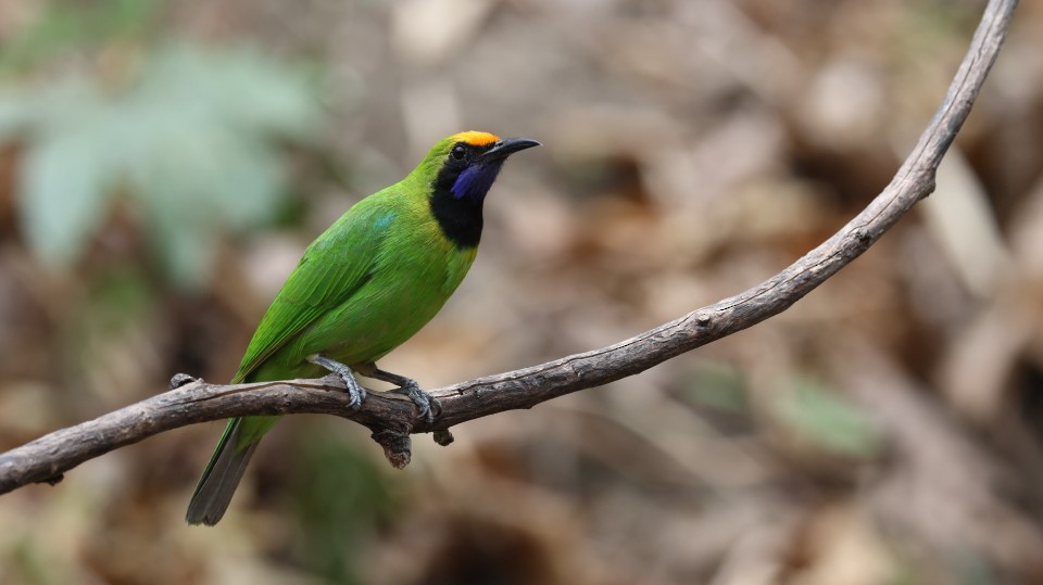 Golden-fronted Leafbird - ML631955635