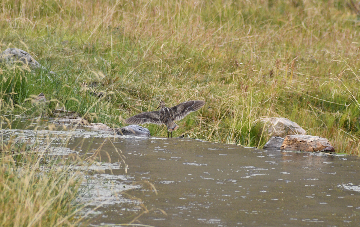 Solitary Snipe - ML631955669