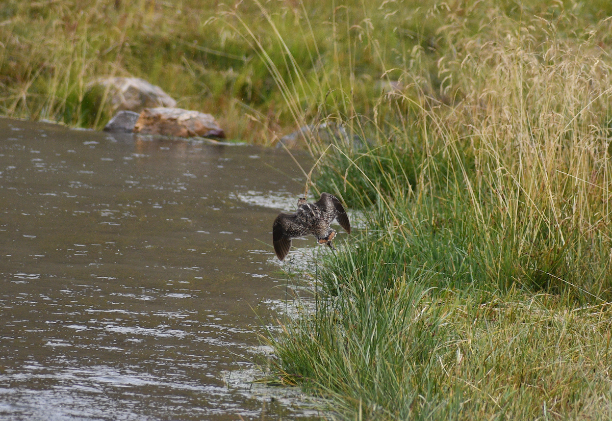 Solitary Snipe - ML631955670