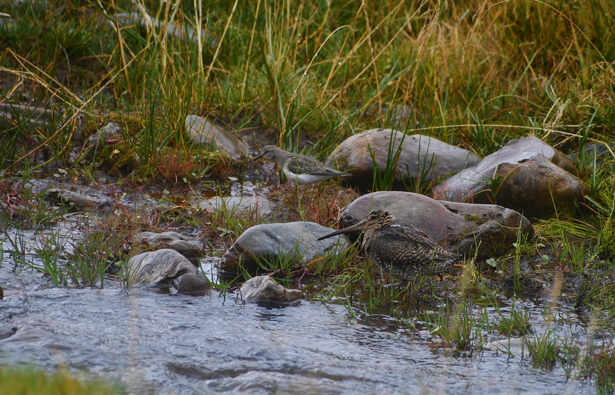 Solitary Snipe - ML631955672