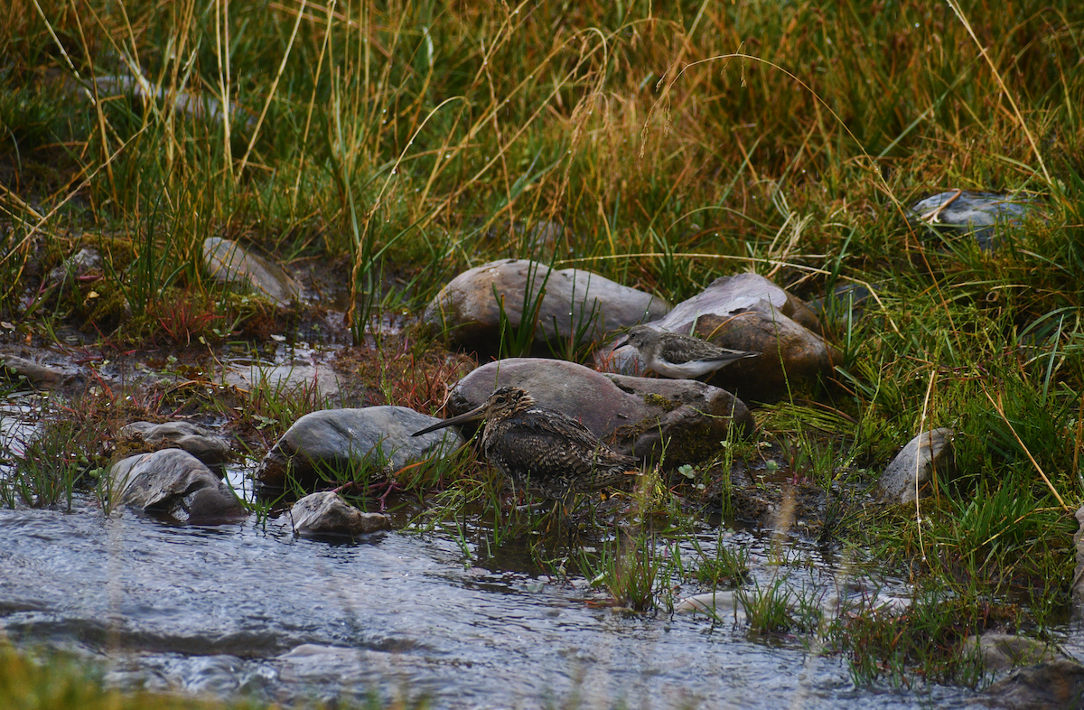 Solitary Snipe - ML631955674