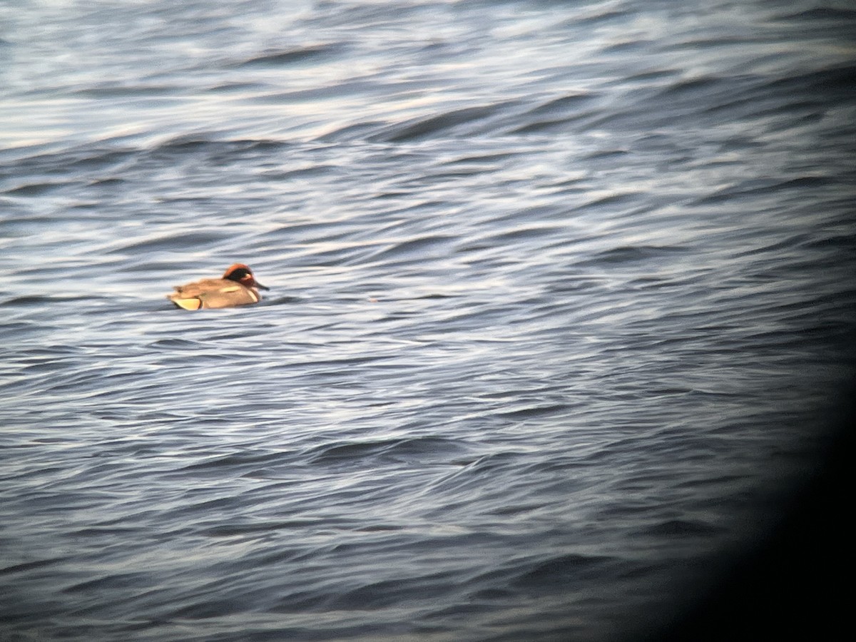 Green-winged Teal (Eurasian x American) - ML631955754