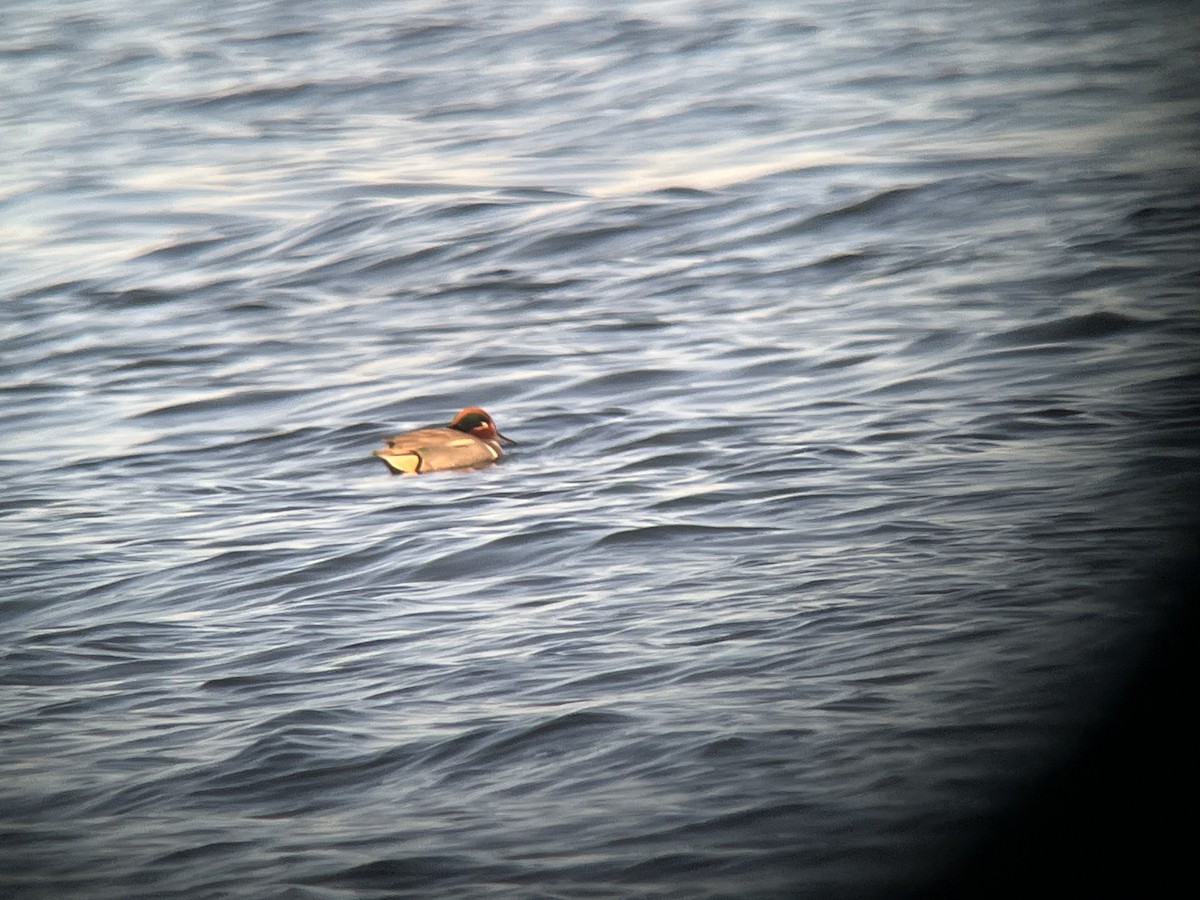 Green-winged Teal (Eurasian x American) - ML631955755