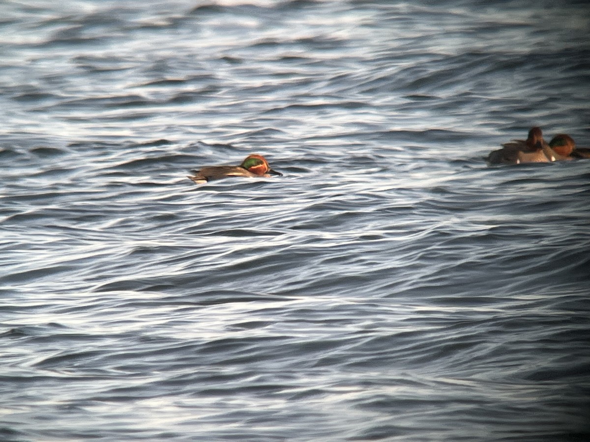 Green-winged Teal (Eurasian x American) - ML631955756