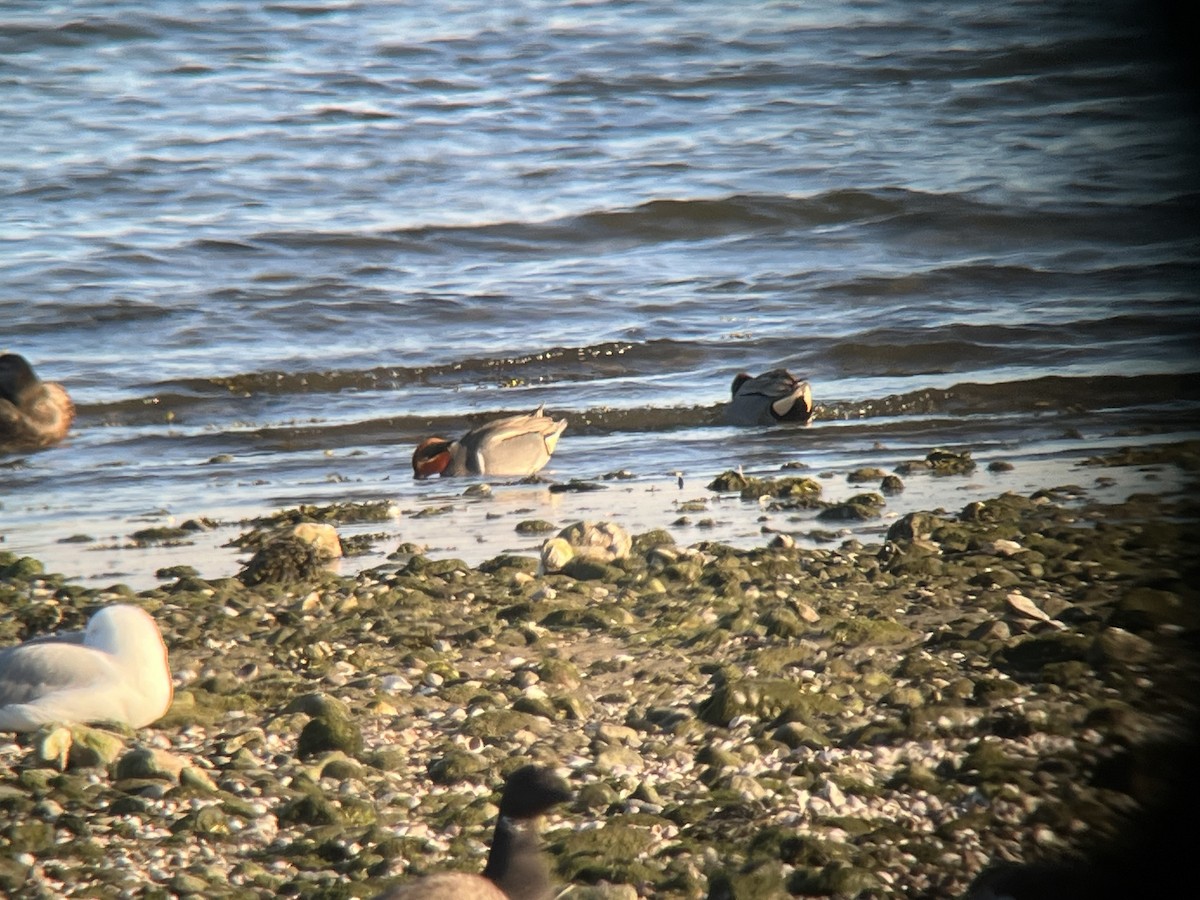 Green-winged Teal (Eurasian x American) - ML631955758