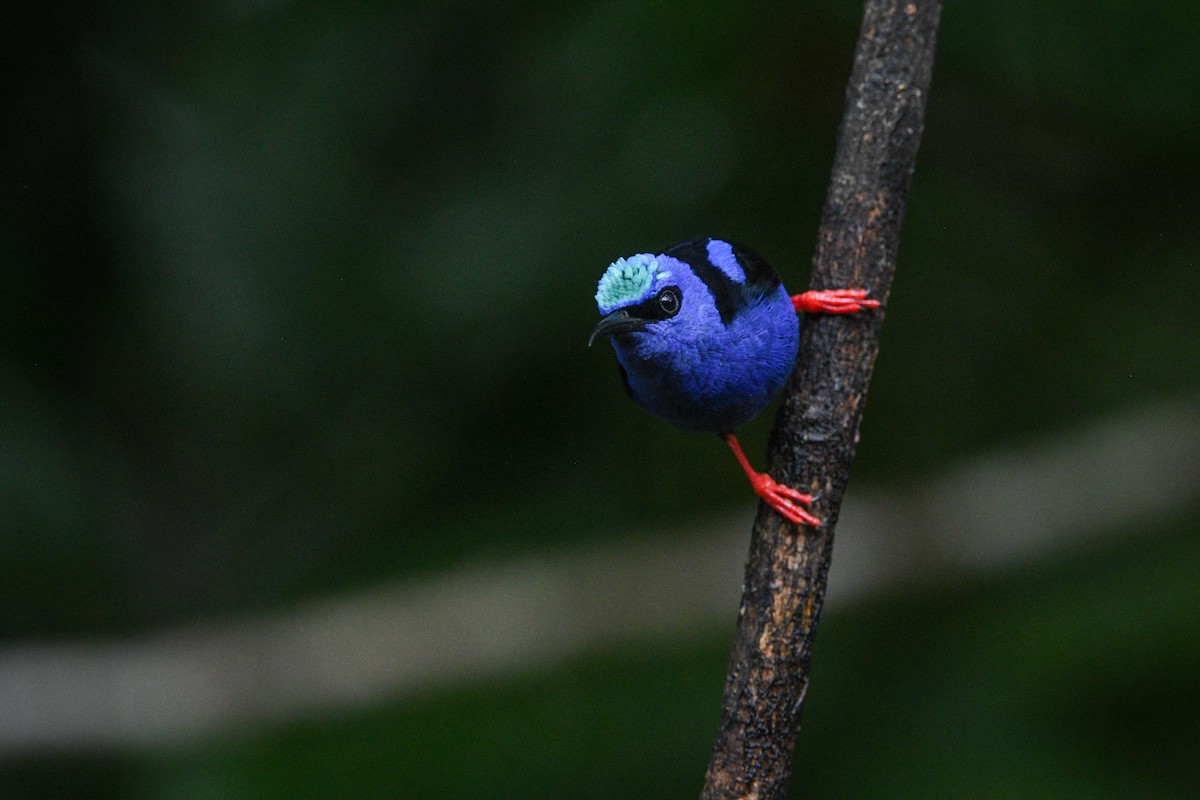 Red-legged Honeycreeper - ML631955784