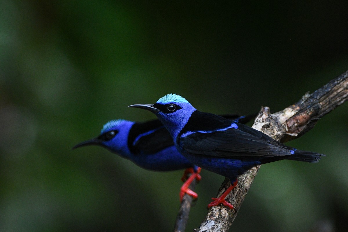 Red-legged Honeycreeper - ML631955785