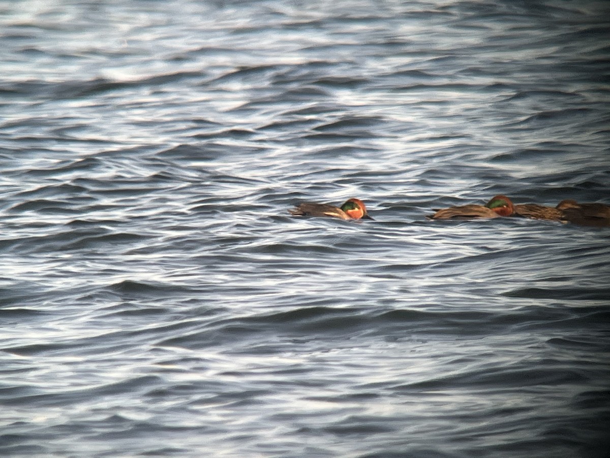 Green-winged Teal (Eurasian x American) - ML631955862