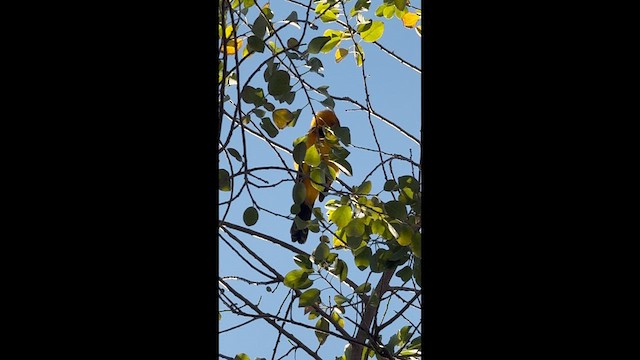 Spot-breasted Oriole - ML631955864