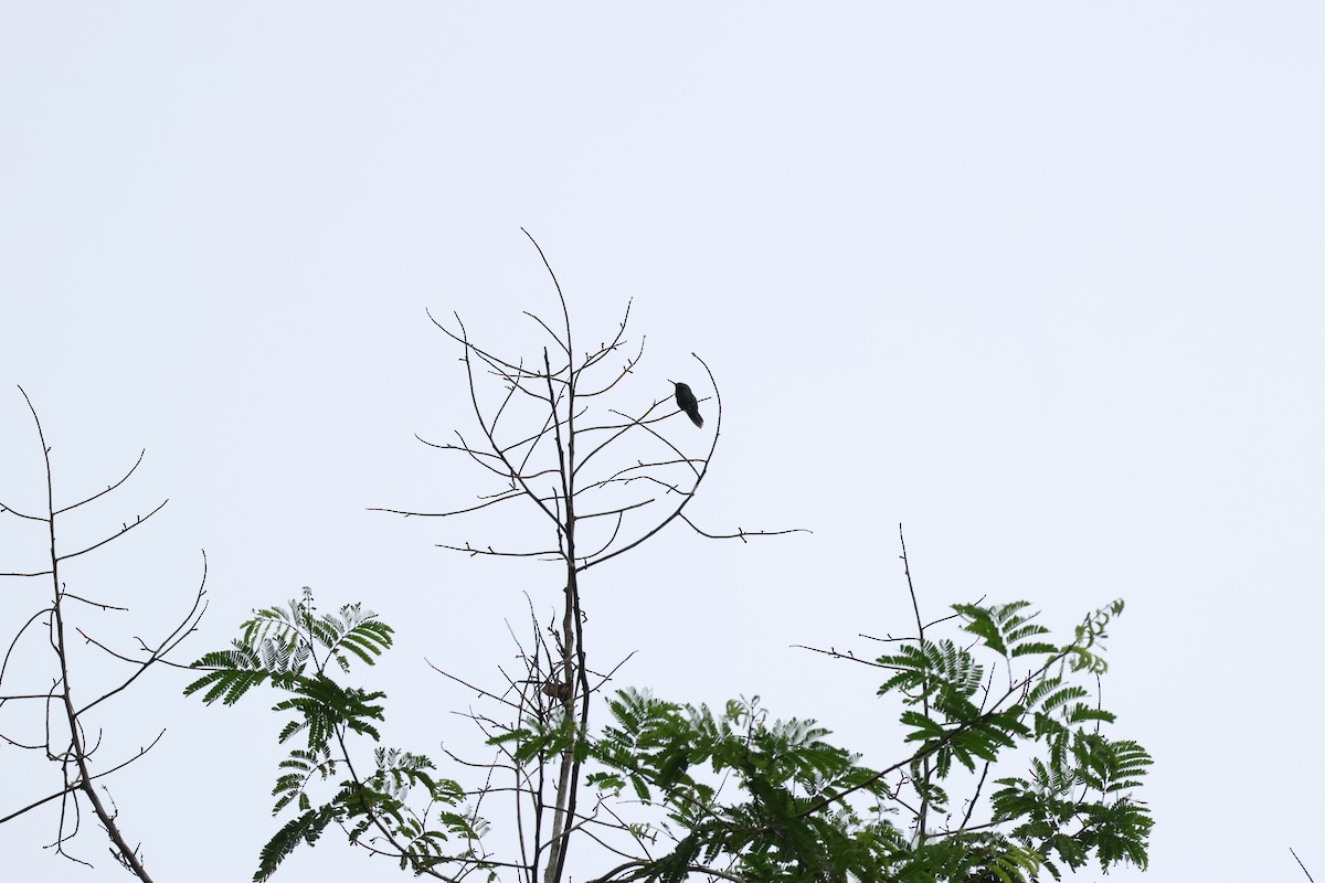Fiery-tailed Awlbill - ML631955873
