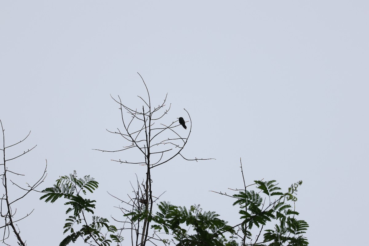 Fiery-tailed Awlbill - ML631955874