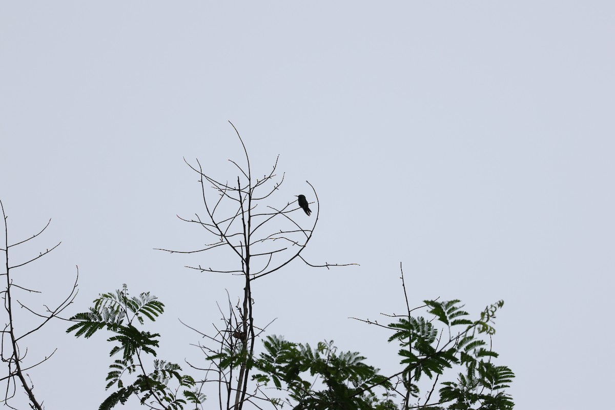 Fiery-tailed Awlbill - ML631955875