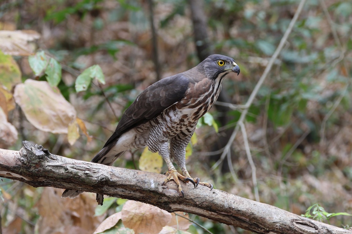 Crested Goshawk - ML631956023