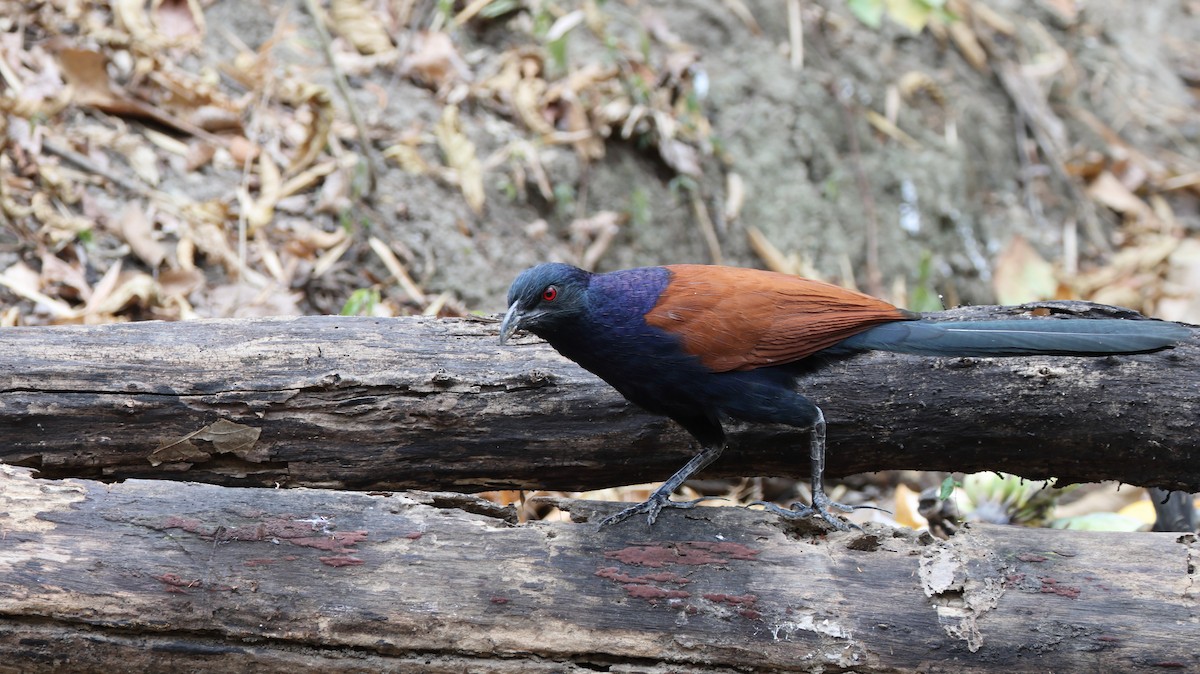 Greater Coucal (Greater) - ML631956031