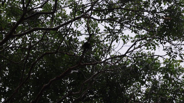 Long-tailed Tyrant - ML631956123