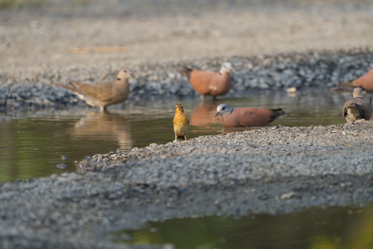 Asian Golden Weaver - ML631956176