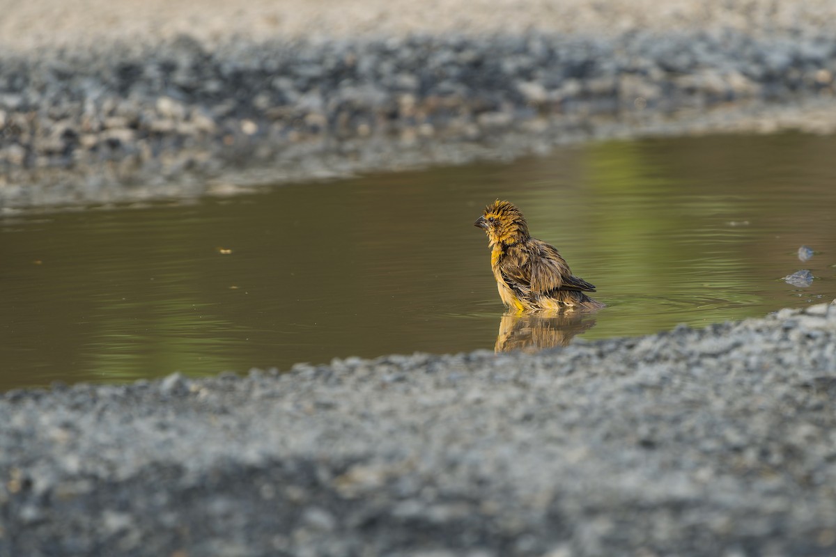 Asian Golden Weaver - ML631956177