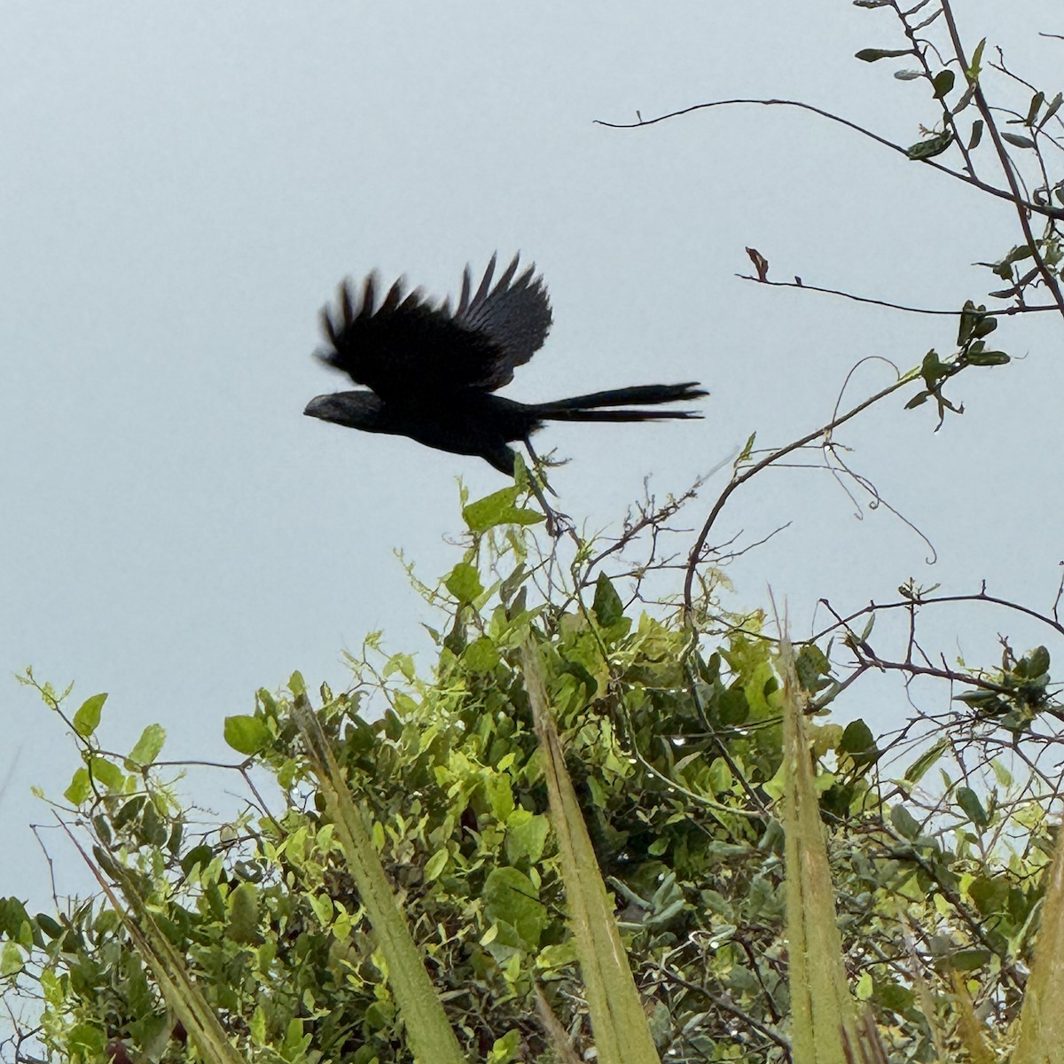 Groove-billed Ani - ML631956321
