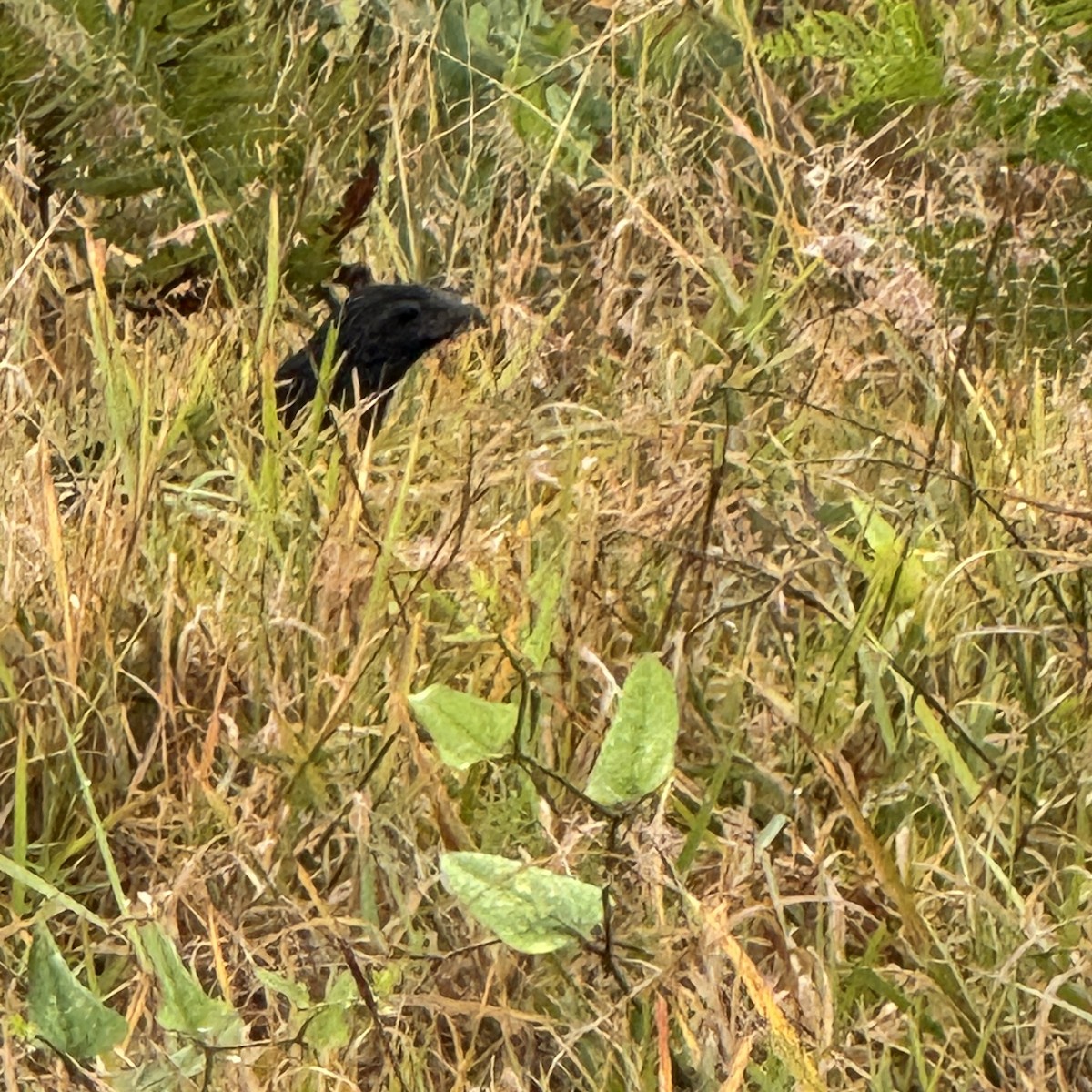 Groove-billed Ani - ML631956322