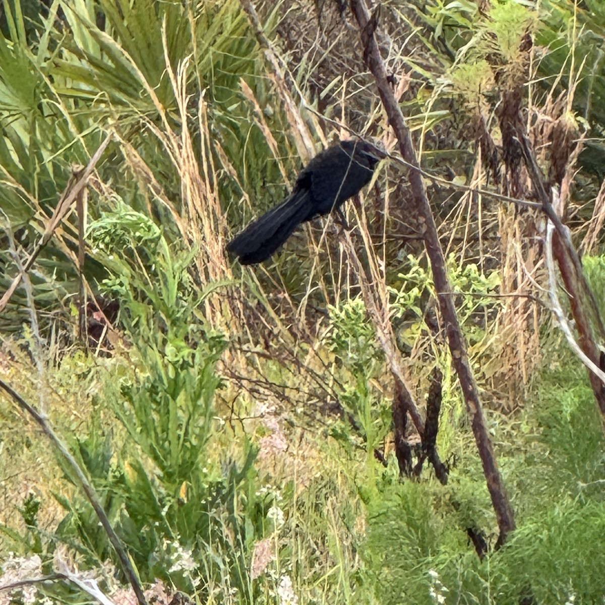 Groove-billed Ani - ML631956323