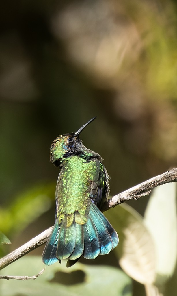 Mexiko-Veilchenohrkolibri - ML631956336