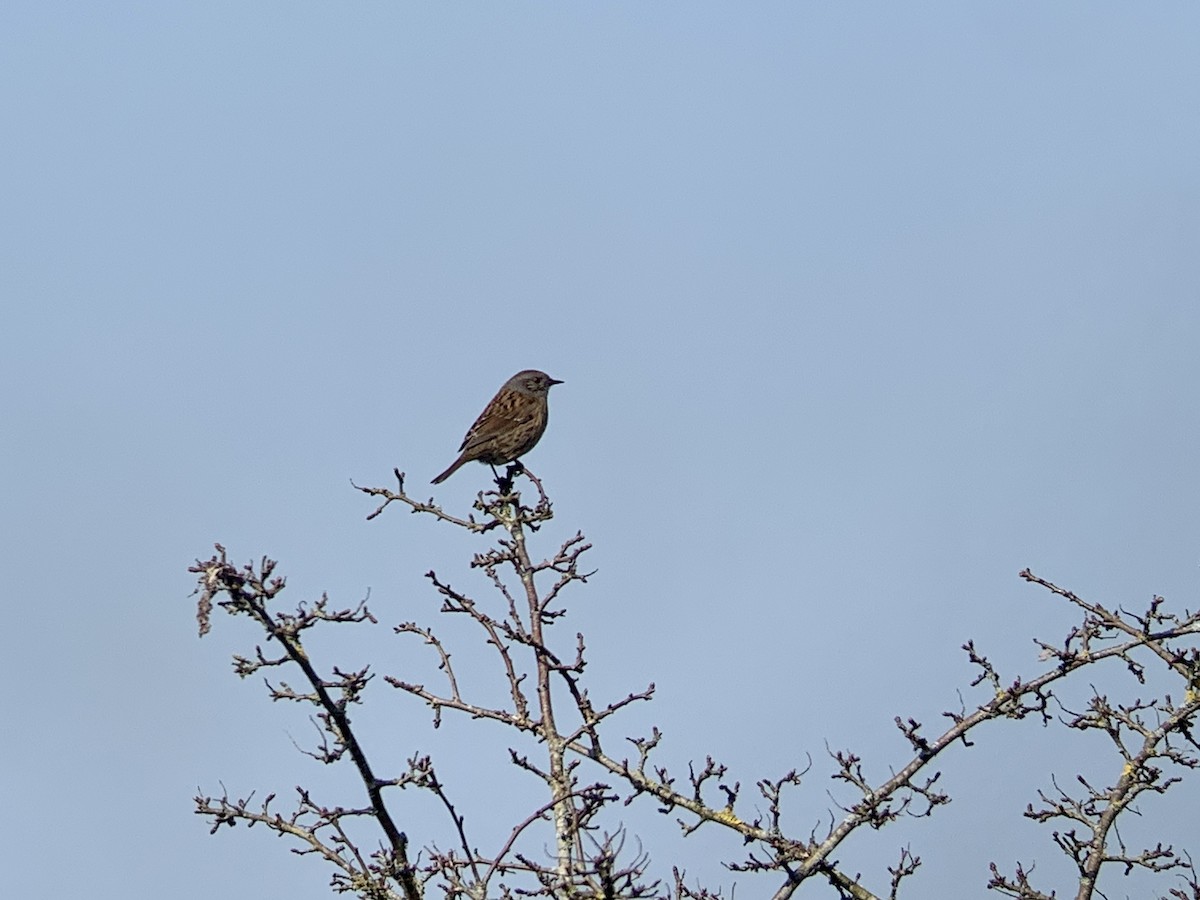 Dunnock - ML631956515