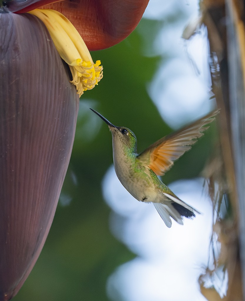 Blue-capped Hummingbird - ML631956520