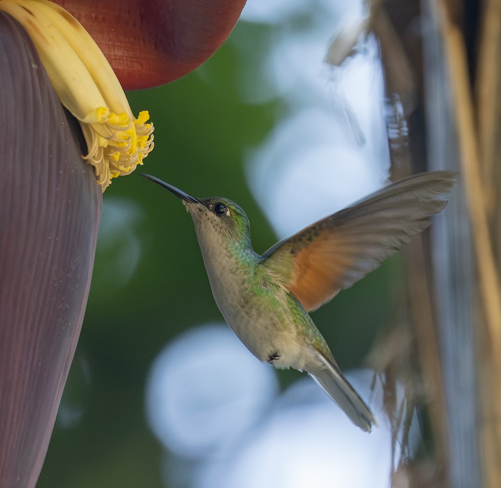 Blue-capped Hummingbird - ML631956522