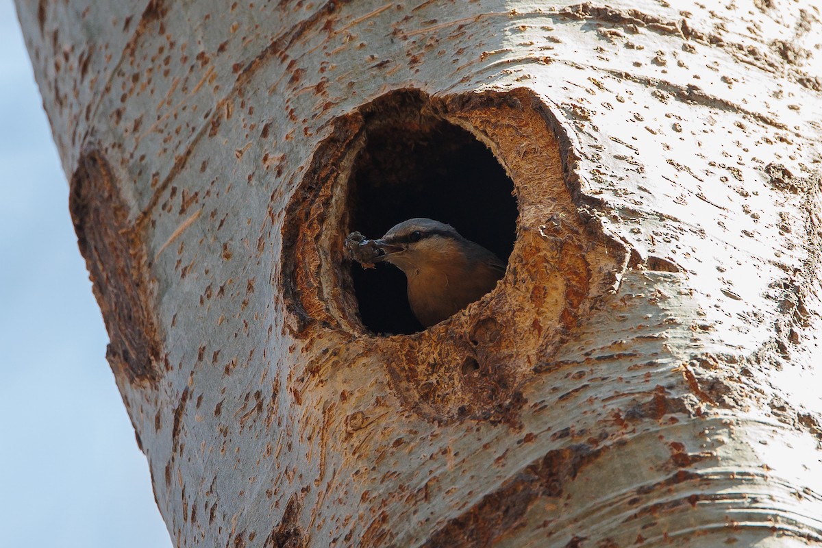 Eurasian Nuthatch - ML631956582