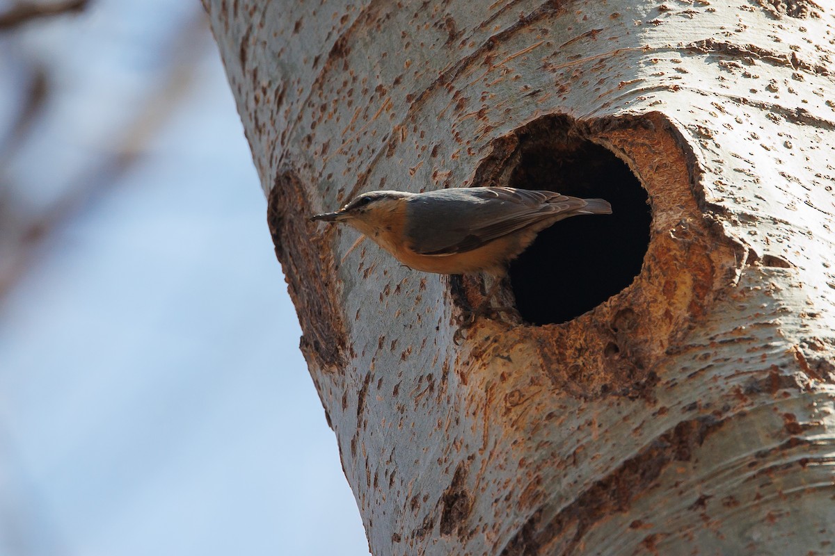 Eurasian Nuthatch - ML631956583