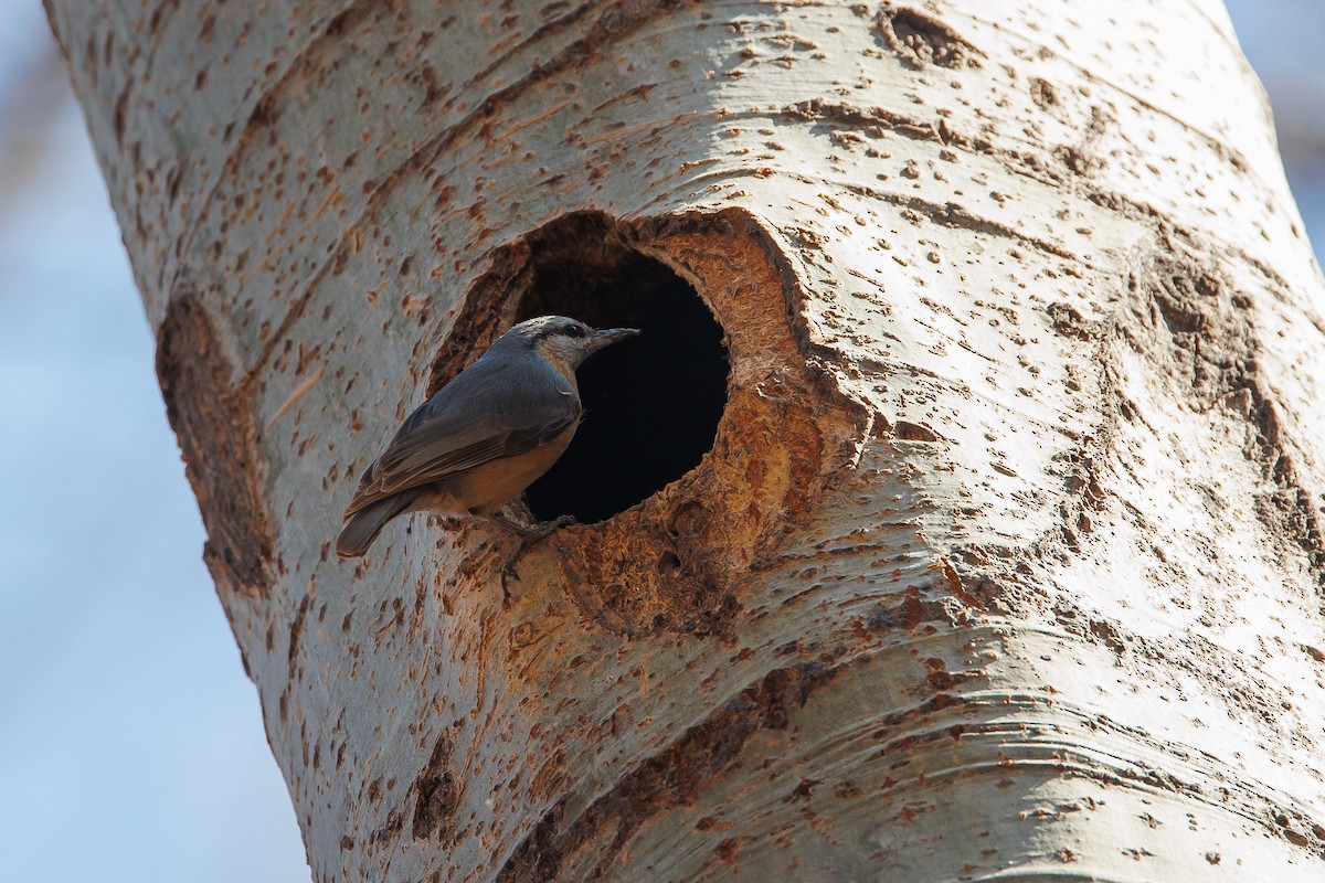 Eurasian Nuthatch - ML631956584