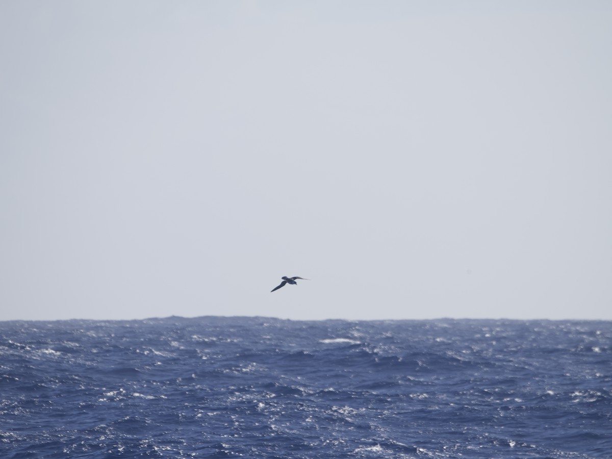 White-necked Petrel - ML631956589