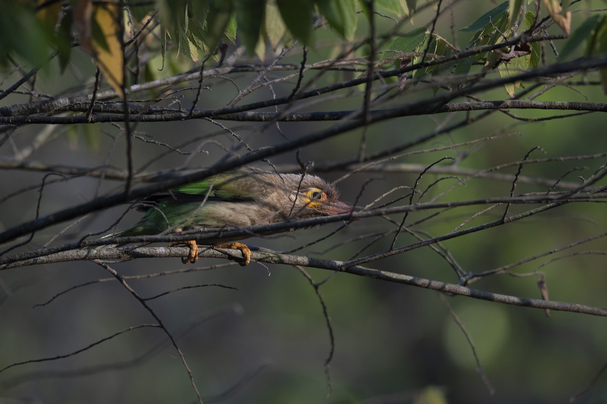 Brown-headed Barbet - ML631956600
