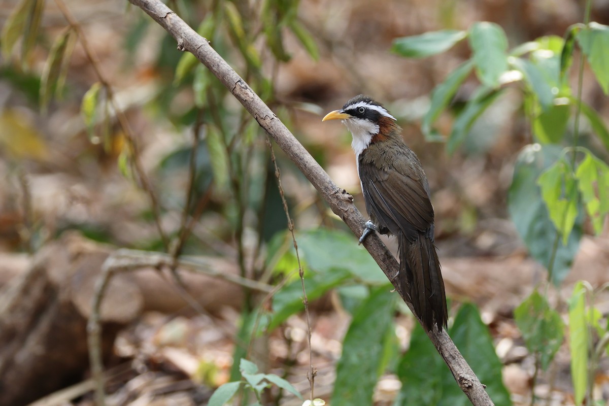 White-browed Scimitar-Babbler - ML631956601