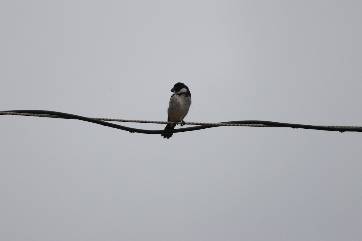 Wing-barred Seedeater (Wing-barred) - ML631956692