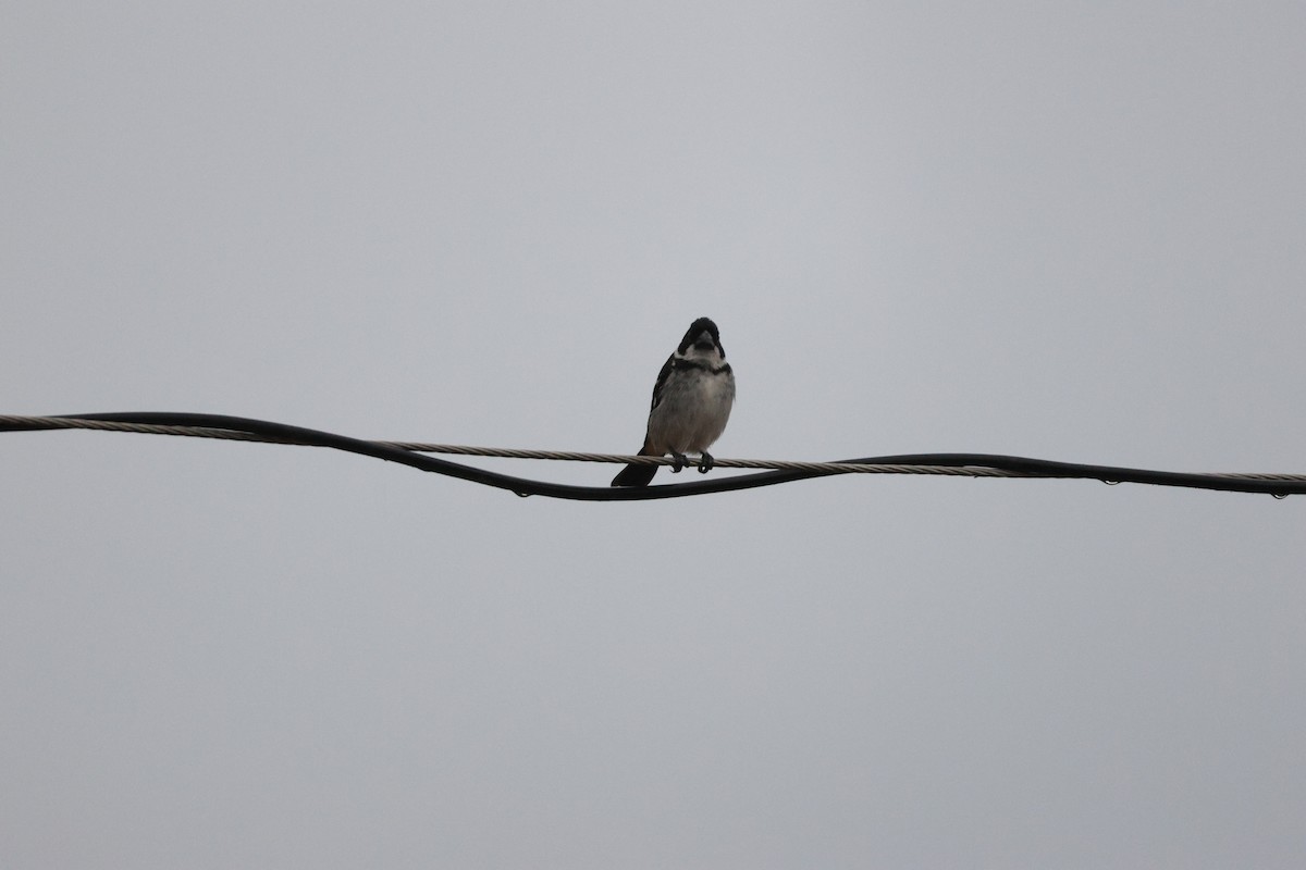 Wing-barred Seedeater (Wing-barred) - ML631956693