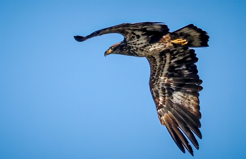 Bald Eagle - ML631956921