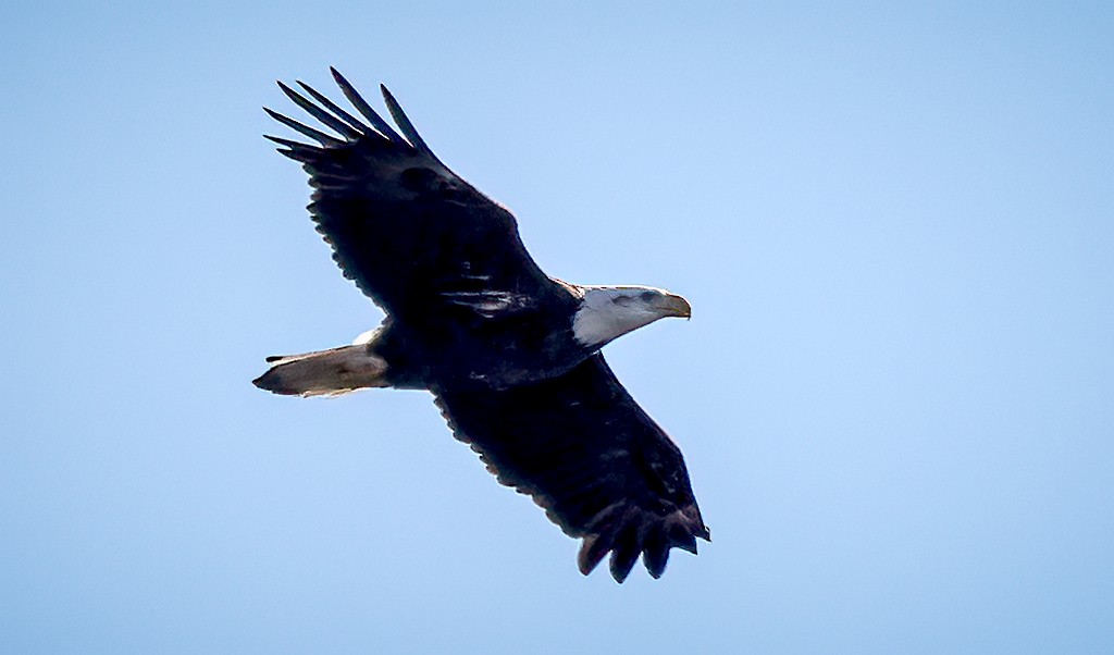 Bald Eagle - ML631956922