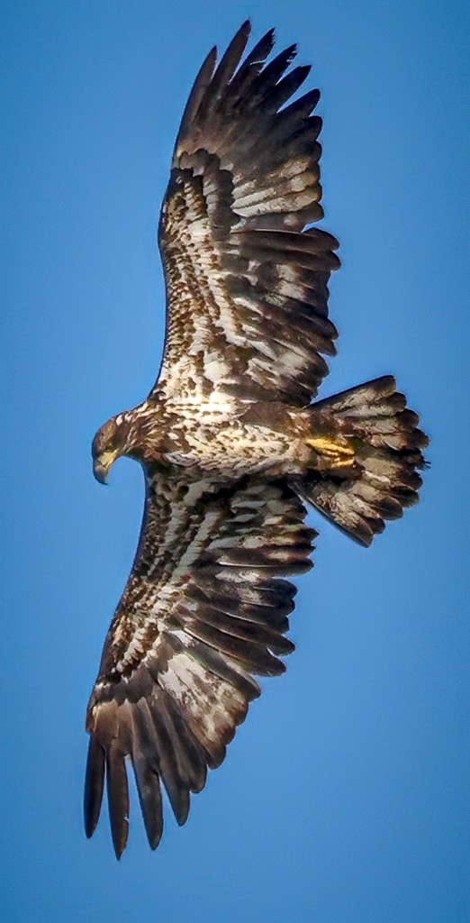 Bald Eagle - ML631956923