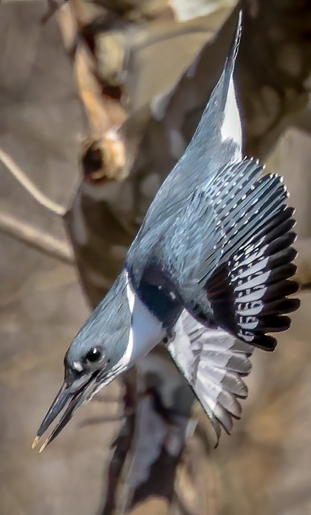 Belted Kingfisher - ML631956939