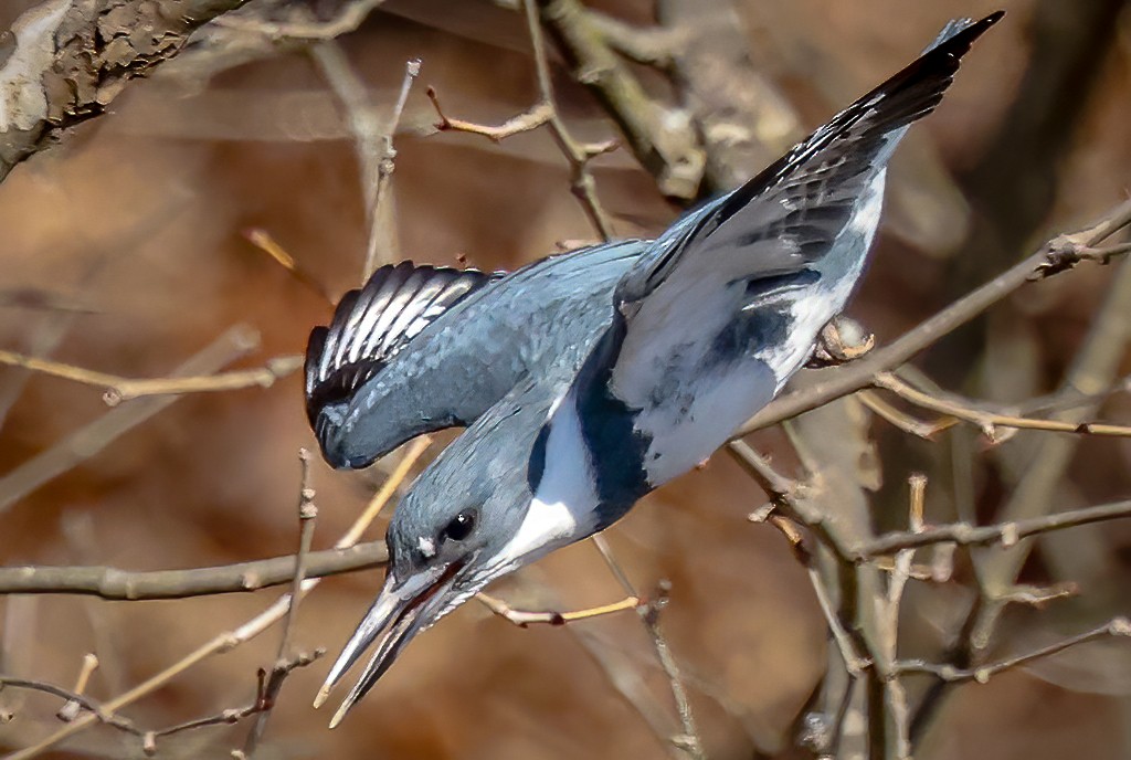 Belted Kingfisher - ML631956942