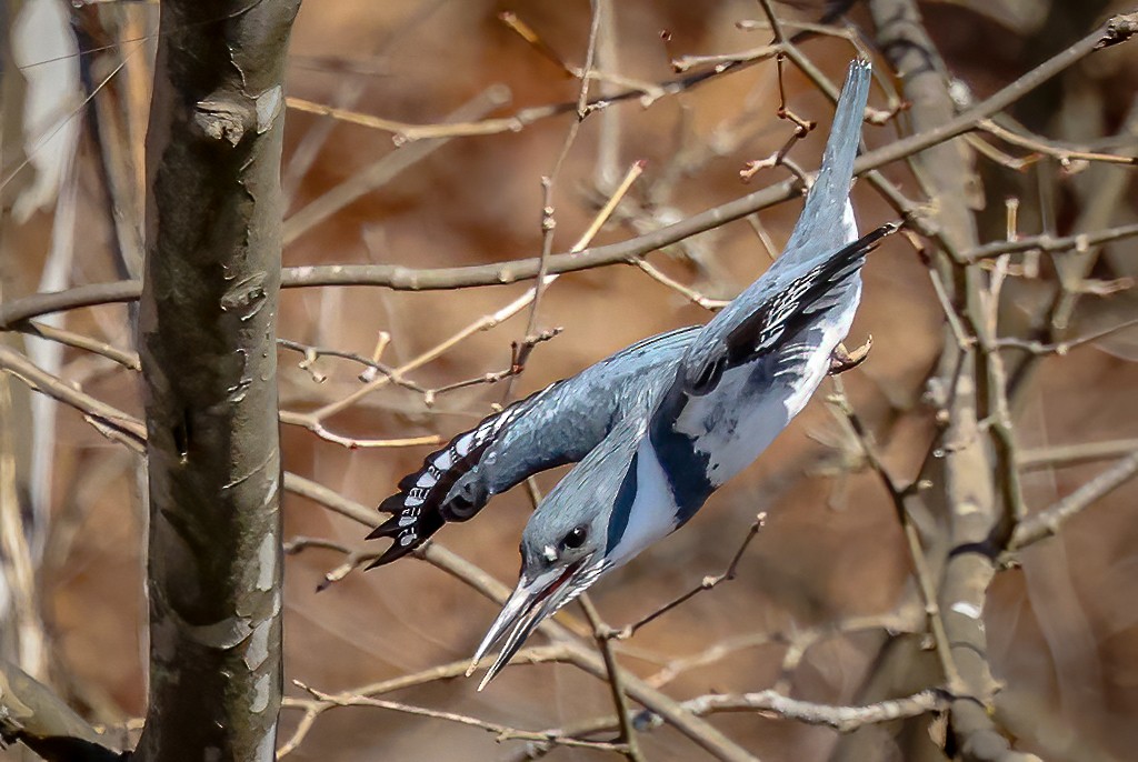Belted Kingfisher - ML631956943