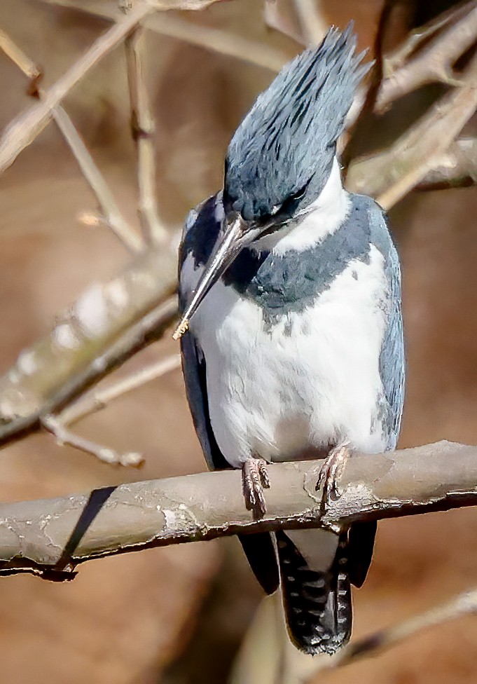 Belted Kingfisher - ML631956944