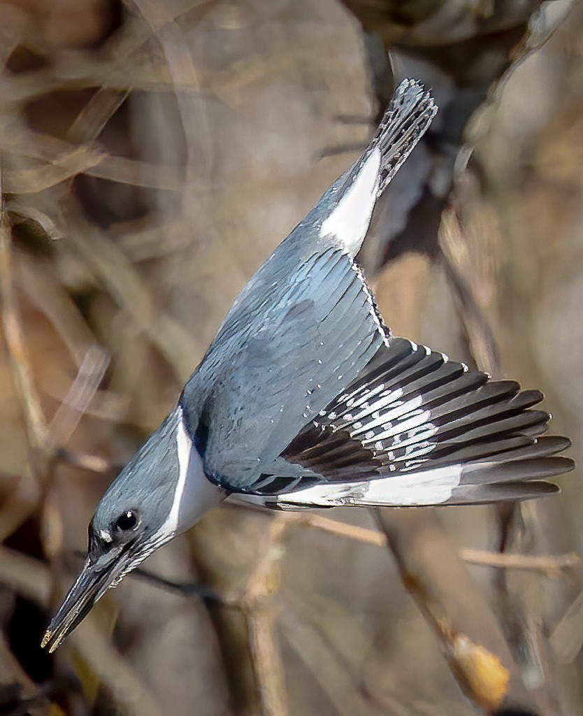 Belted Kingfisher - ML631956945
